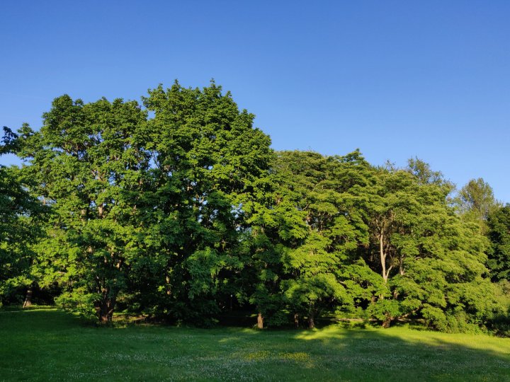 Puiston upeita puita